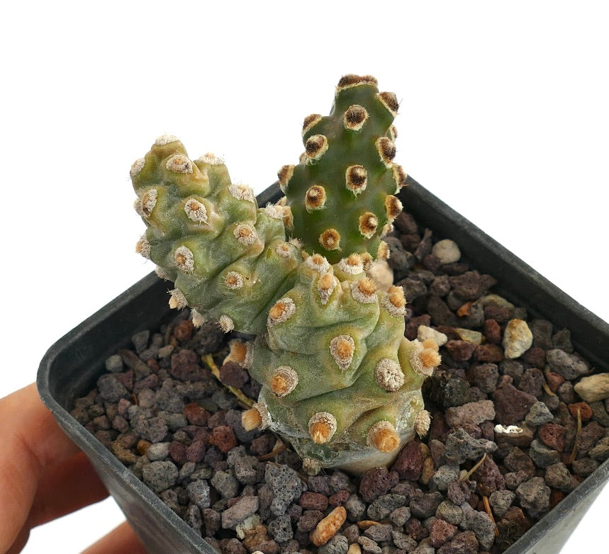 Tephrocactus molinensis