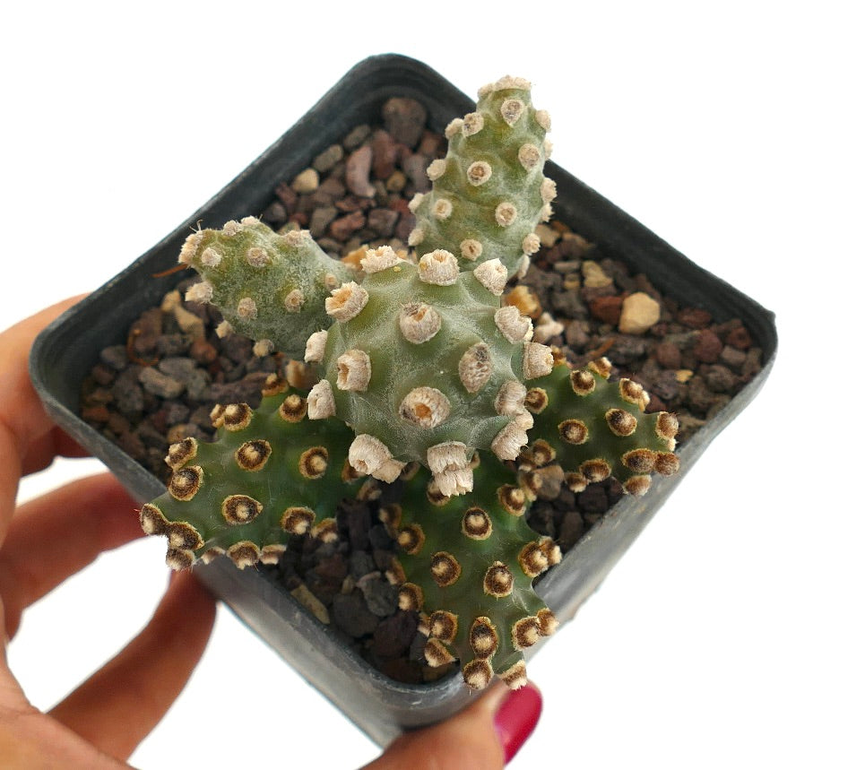 Tephrocactus molinensis