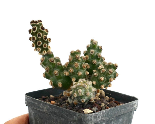 Tephrocactus molinensis