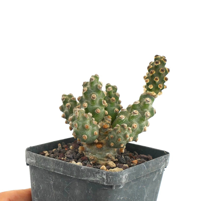 Tephrocactus molinensis