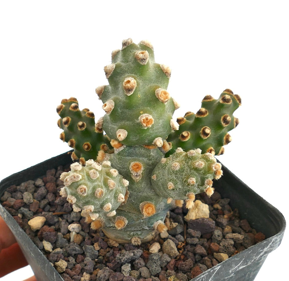 Tephrocactus molinensis