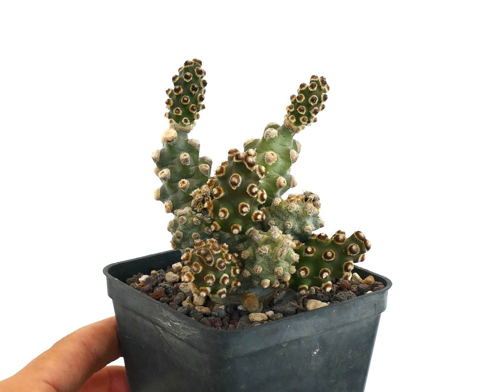 Tephrocactus molinensis