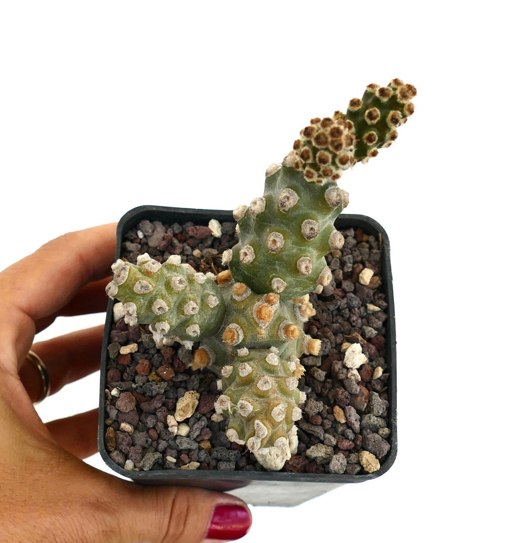 Tephrocactus molinensis