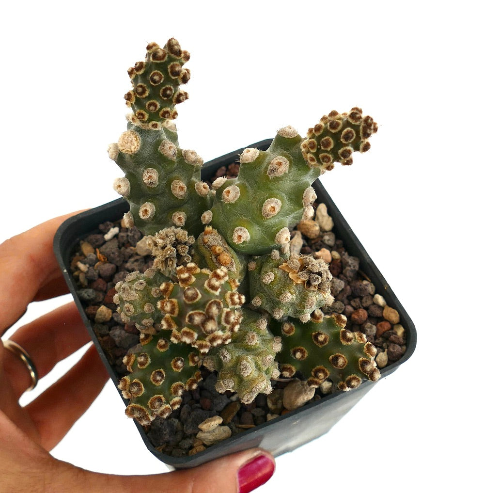 Tephrocactus molinensis