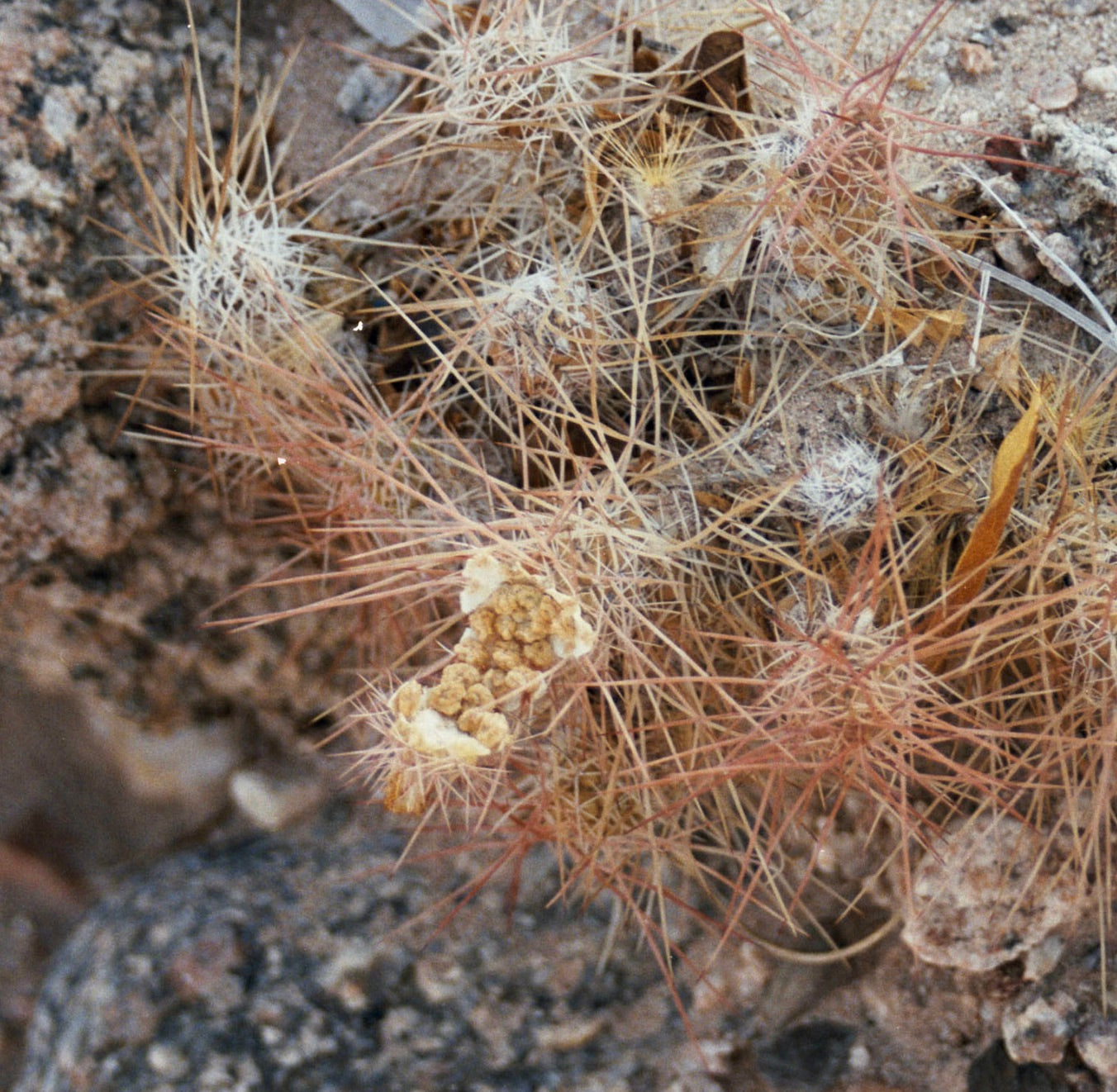 Tephrocactus weberi SEEDS