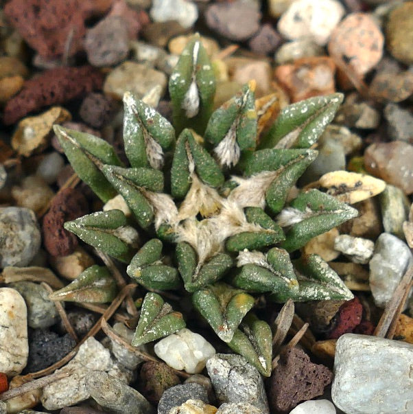 Ariocarpus kotschoubeyanus var. macdowelli 8RT