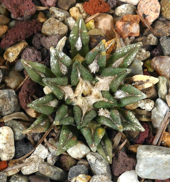 Ariocarpus kotschoubeyanus var. macdowelli 8RT