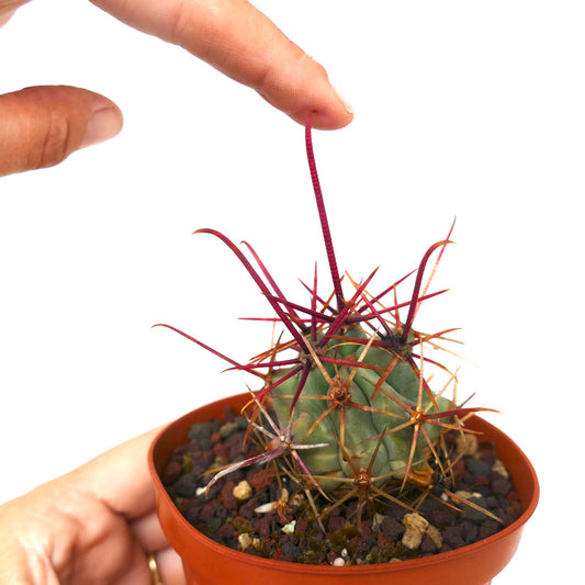 Ferocactus chrysacanthus RED SPINES x Ferocactus longispinmus