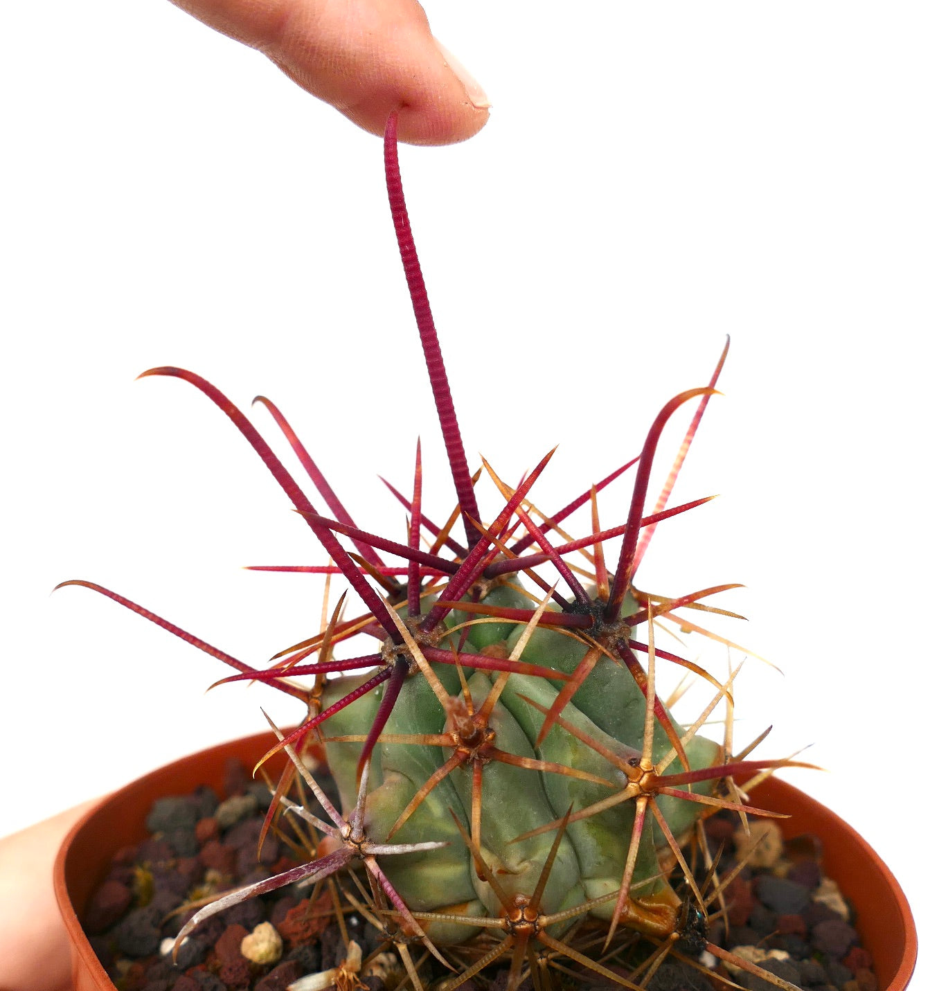 Ferocactus chrysacanthus RED SPINES x Ferocactus longispinmus