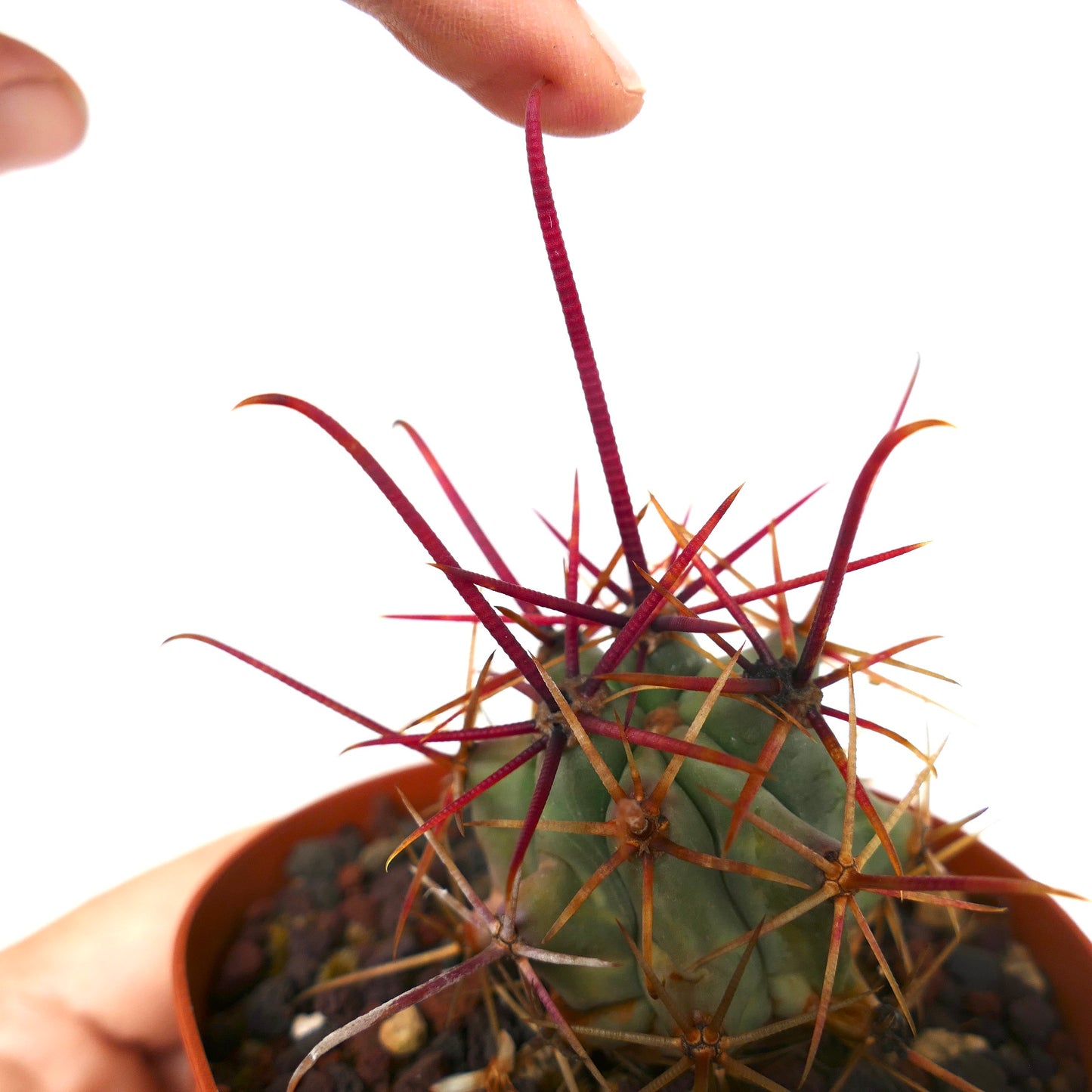 Ferocactus chrysacanthus RED SPINES x Ferocactus longispinmus