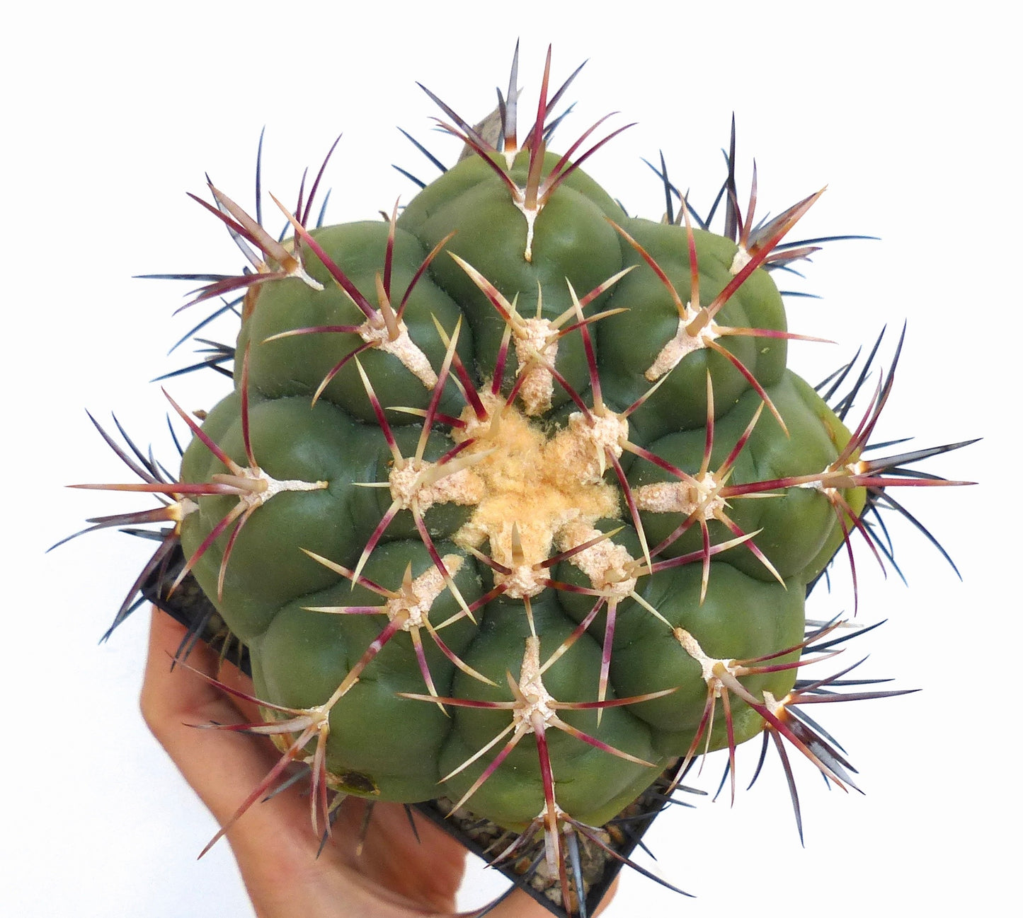 Top view of an old large Thelocactus heterochromus with a fat green body and red-yellow spines