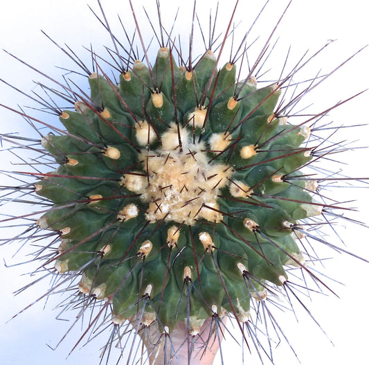 Top view of a green Thelocactus rinconensis with long spines on a white background