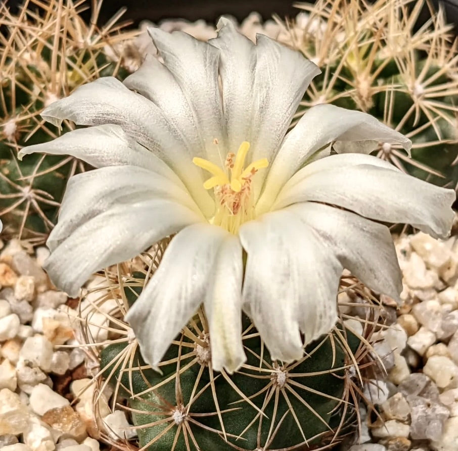 weißer kaktus Thelocactus bicolor var. albiflorus SAMEN