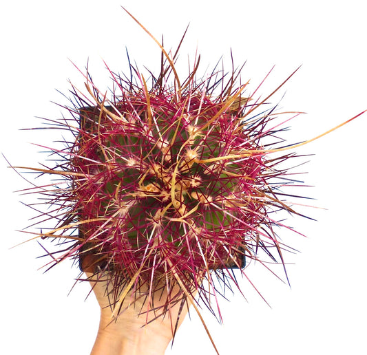 Semi di Thelocactus bicolor var. pottsii