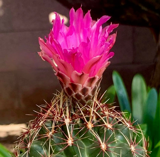Thelocactus bueckii FRØ