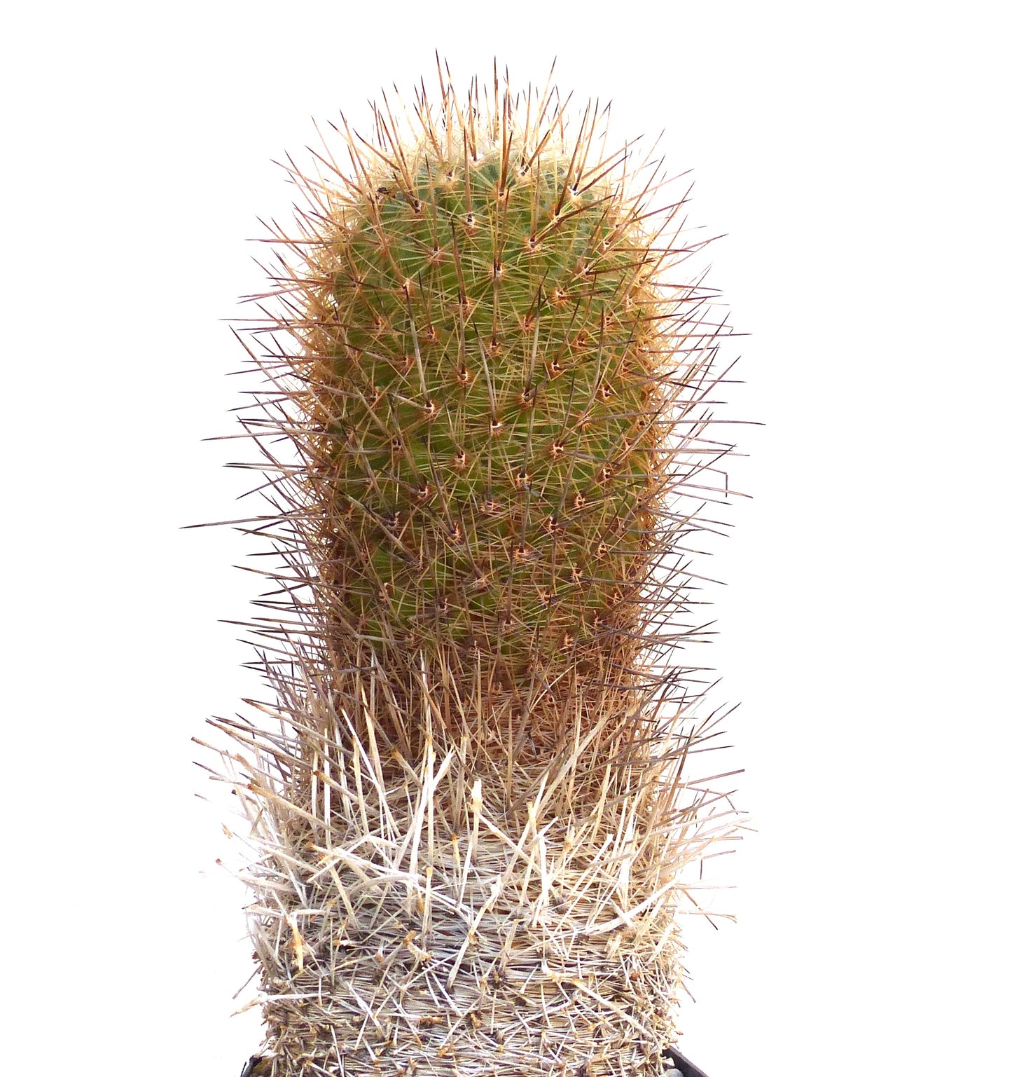 Semi di Thelocactus conothelos