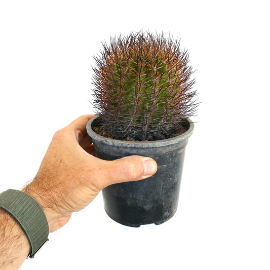 Thelocactus esmeraldana SUPER SPINES RM2