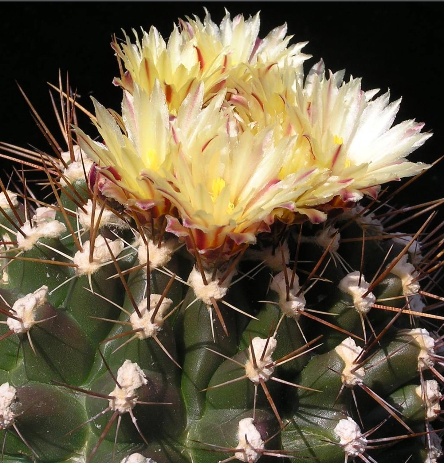Semi di Thelocactus flavus