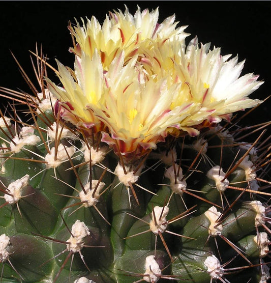 Semi di Thelocactus flavus