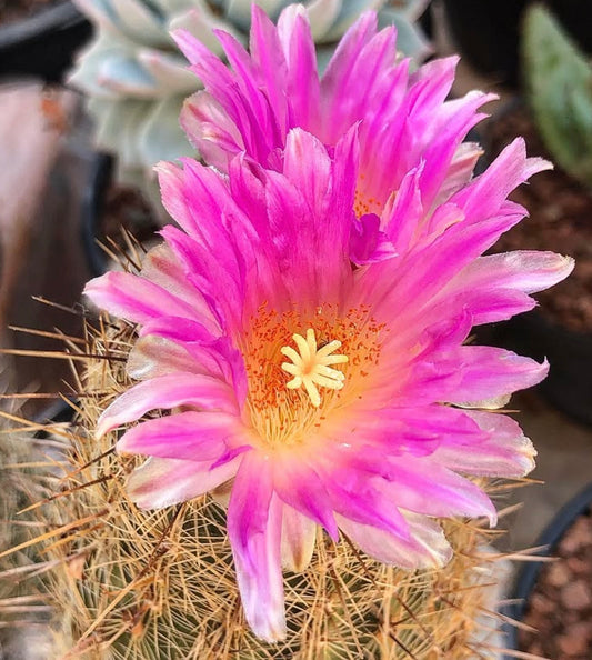Semi di Thelocactus hastifer