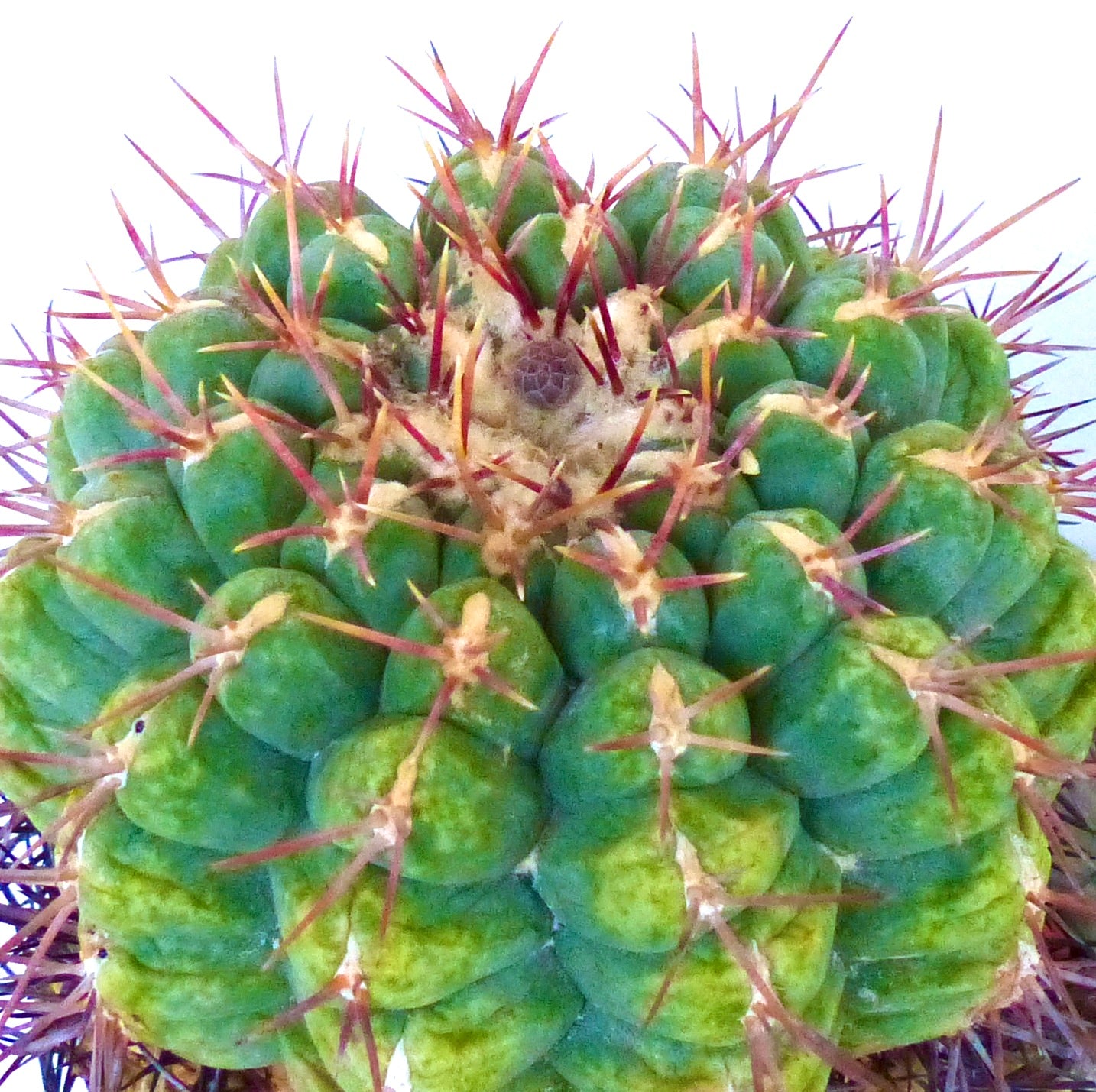 Semillas de Thelocactus heterochromus var. bolansis