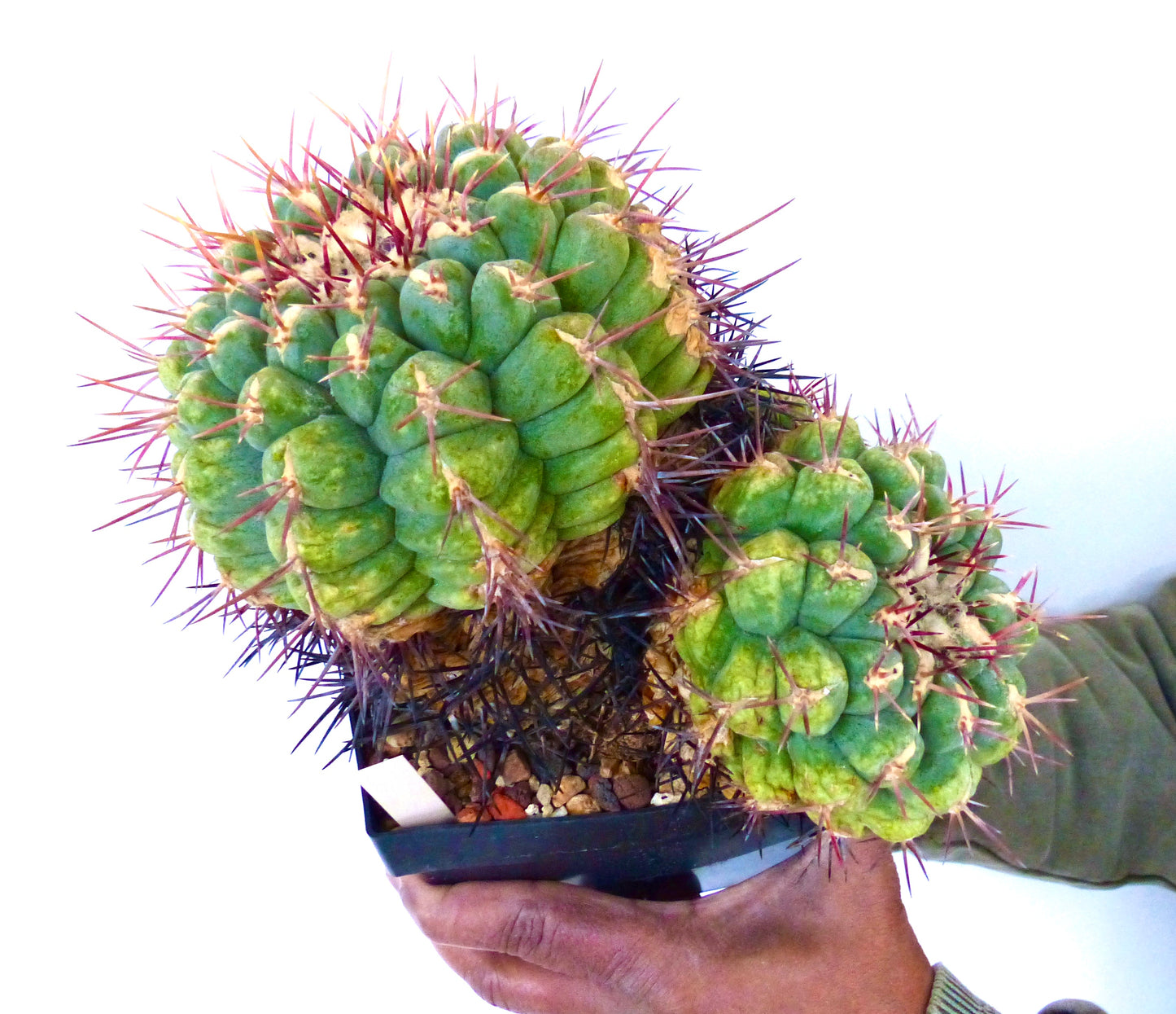 Semillas de Thelocactus heterochromus var. bolansis