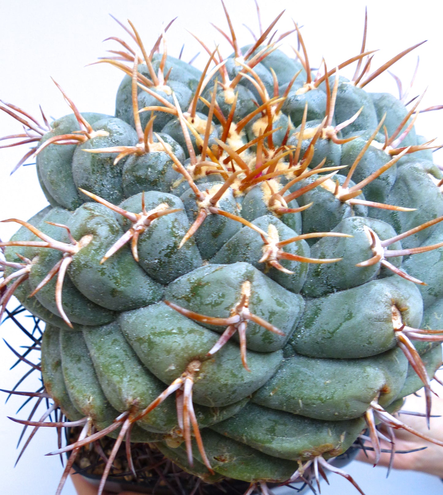 Thelocactus hexaedrophorus form SPIRALIS SEEDS