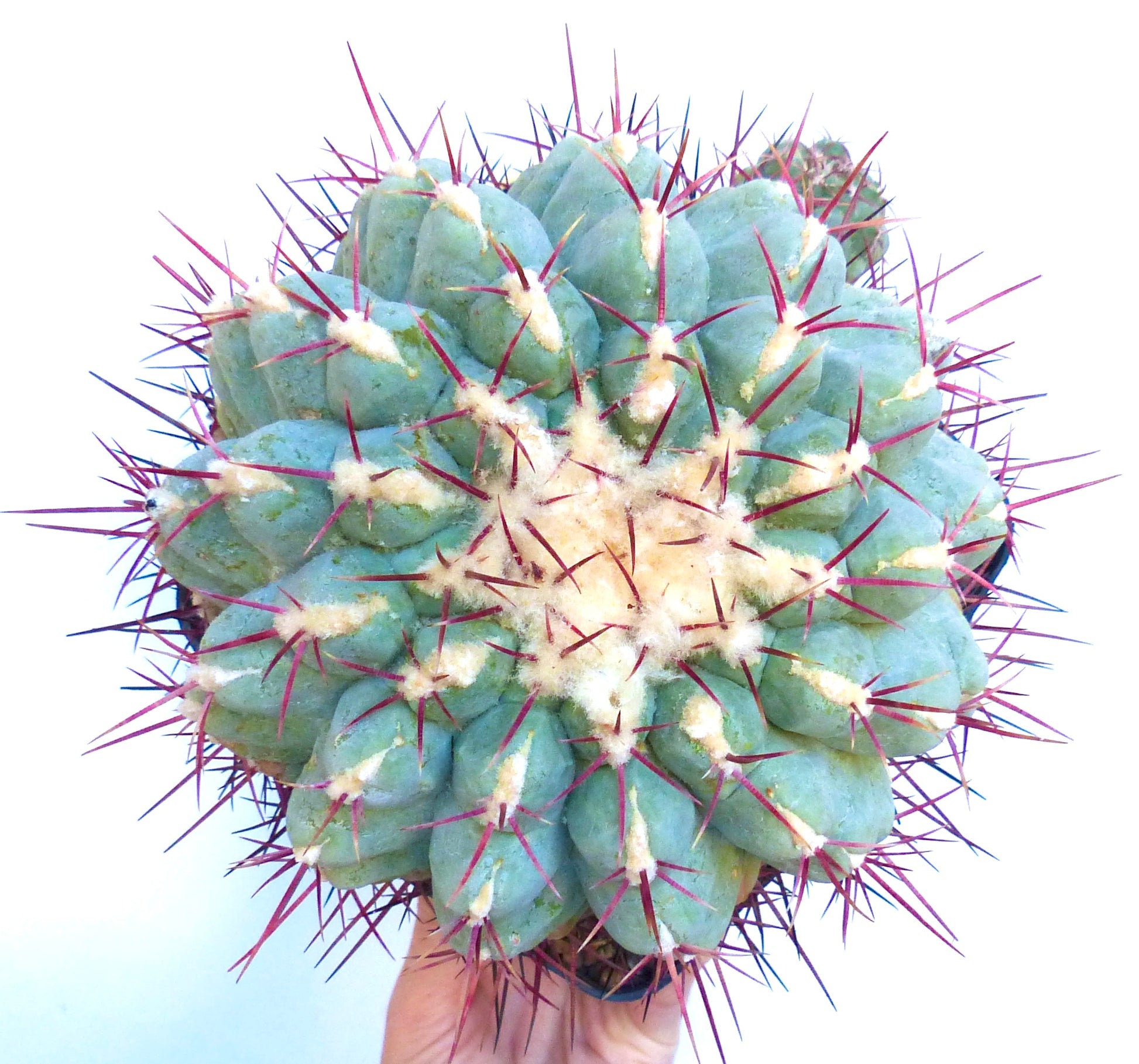 Thelocactus hexaedrophorus var. fossulatus suculenta cactus con cuerpo azul verdoso y largas espinas rojas