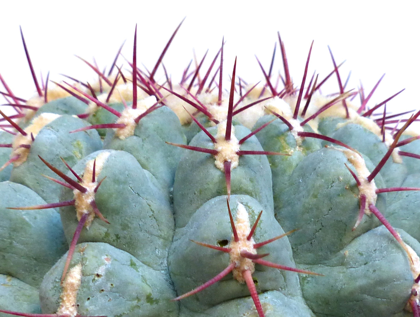 Thelocactus hexaedrophorus var. fossulatus cactus suculento con costillas azul verdosas y largas espinas rojizas
