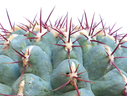 Thelocactus hexaedrophorus var. fossulatus cactus suculento con costillas azul verdosas y largas espinas rojizas