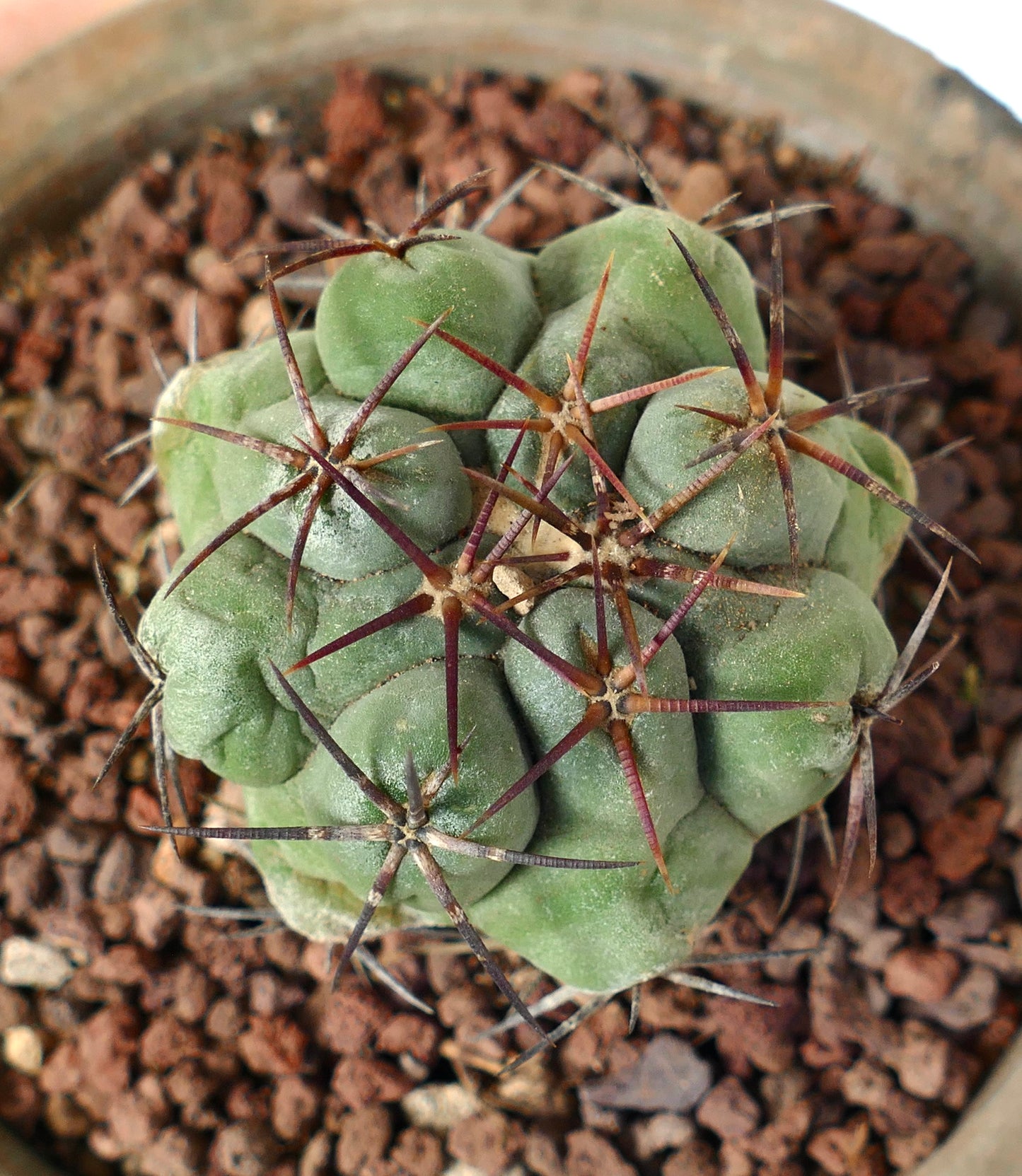 Thelocactus hexaedrophorus var. droegeanus SPINY FORM 65N