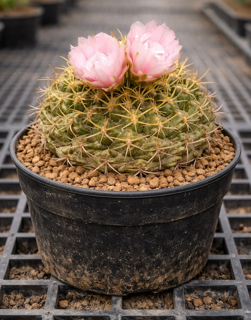 Thelocactus kvetae cactus con flores de color rosa pálido en maceta negra de vivero