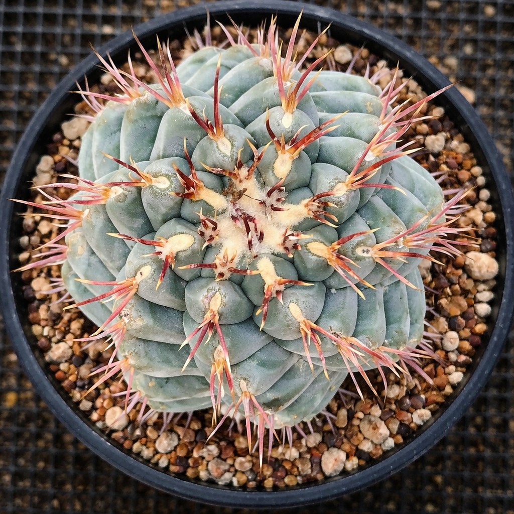 Cactus Thelocactus lloydii con cuerpo verde azuloso y largas espinas rojizas en maceta