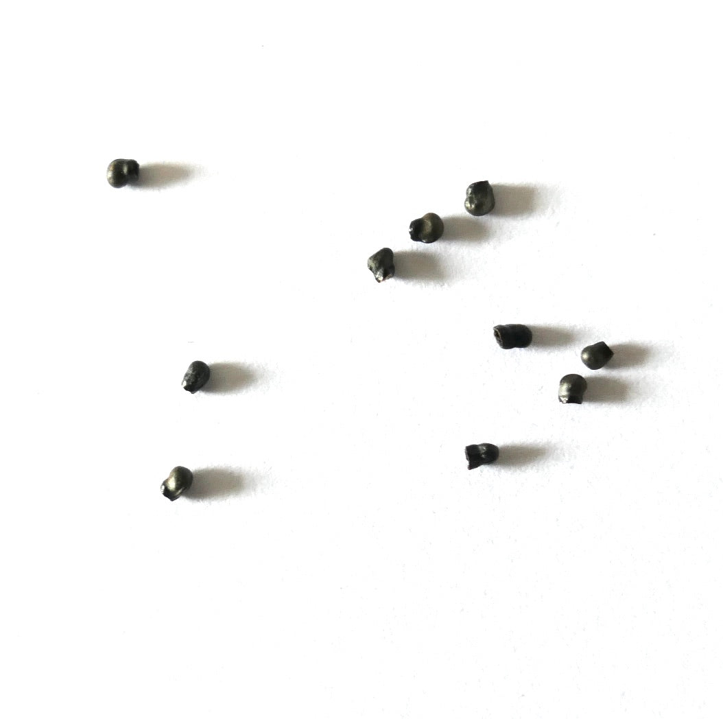Thelocactus lloydii cactus seeds scattered on white background