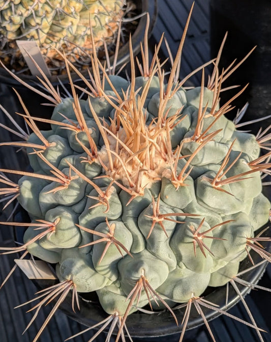 Thelocactus lophothele SEEDS