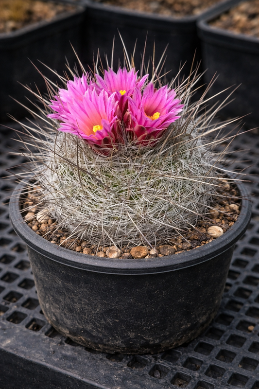 Thelocactus macdowellii cactus with bright pink flowers and long spines in black pot