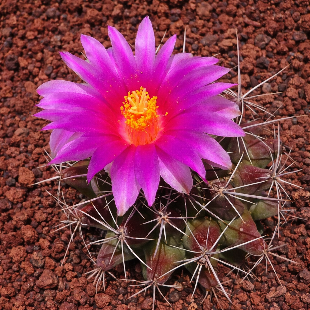 텔로카투스 마투다에 씨앗