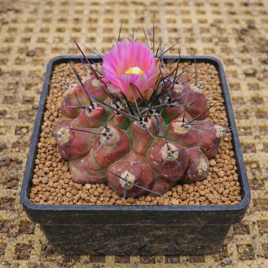 Thelocactus mirandus SEEDS