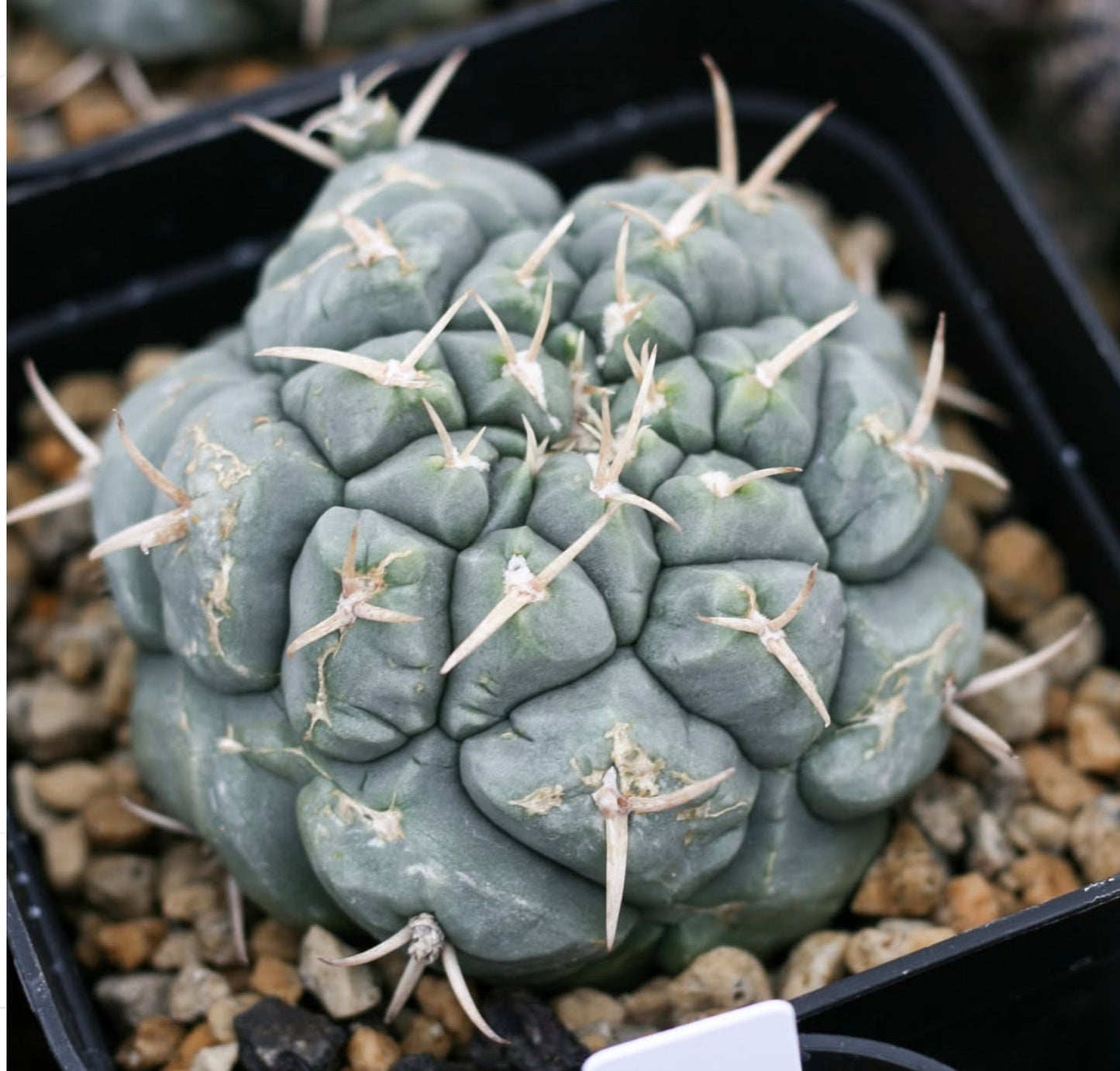 Thelocactus multicephalus SEEDS