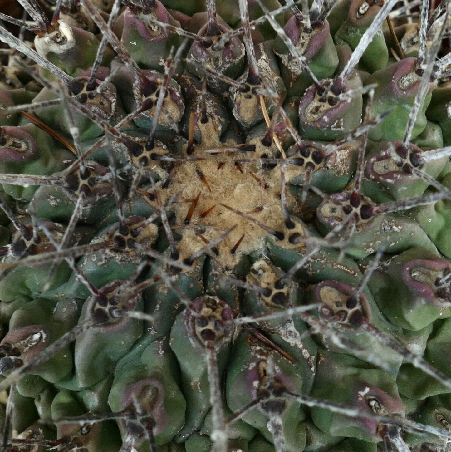 Thelocactus nidulans (near Saltillo, MEXICO) OT2