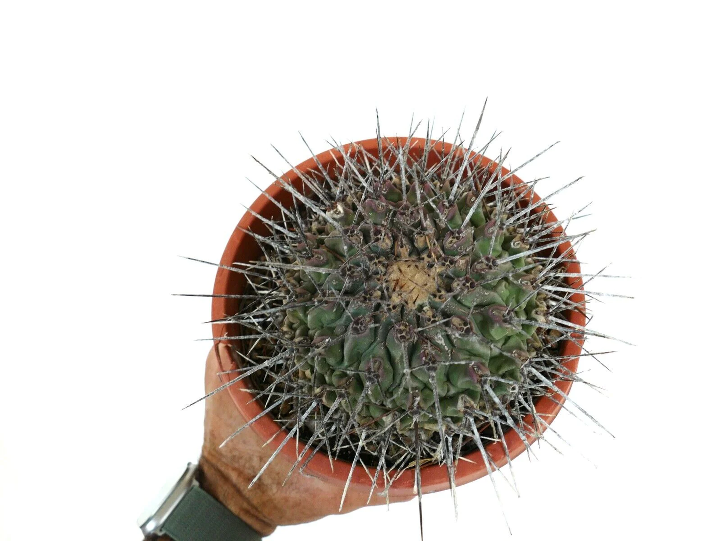 Thelocactus nidulans (near Saltillo, MEXICO) OT2