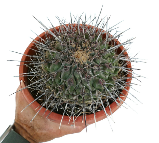 Thelocactus nidulans (near Saltillo, MEXICO) OT2