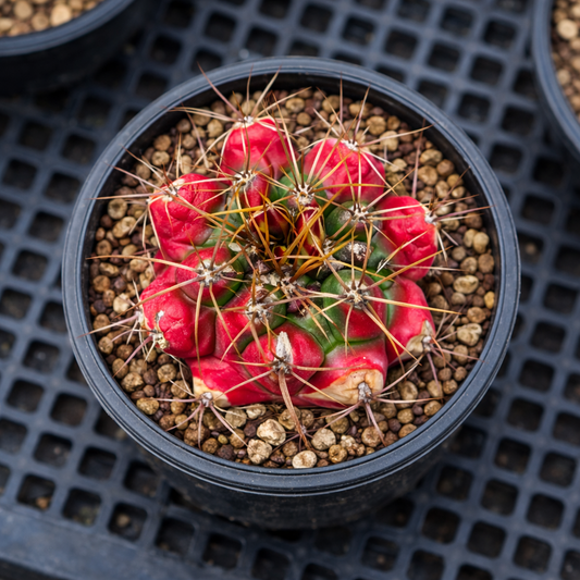 Thelocactus panarottoanus rare cactus with red and green variegated body and long spines in pot