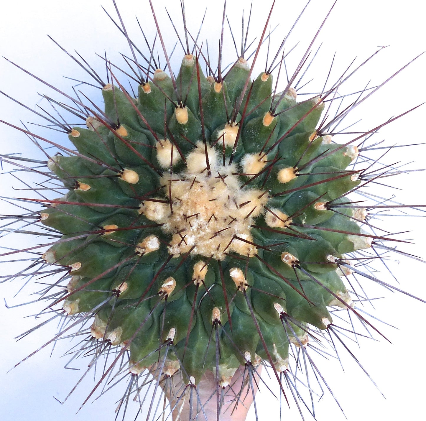 Thelocactus rinconensis SEEDS