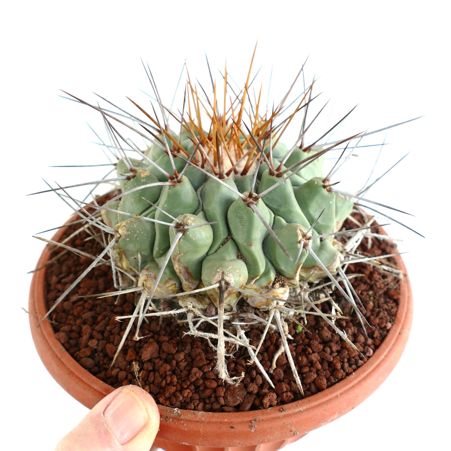 Thelocactus rinconensis LONG GOLDEN SPINES
