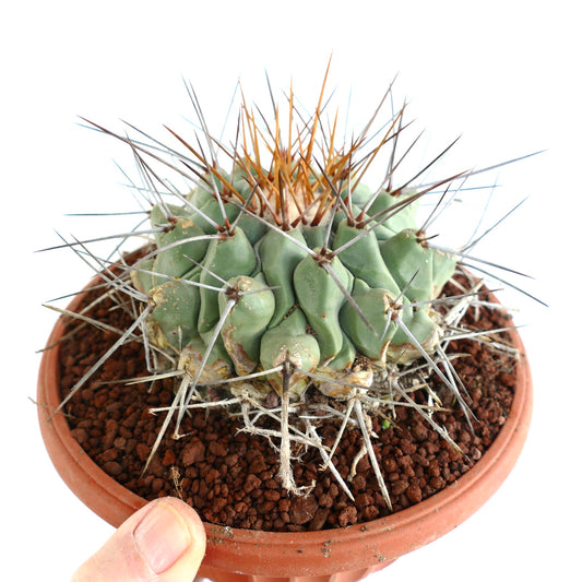 Thelocactus rinconensis LONG GOLDEN SPINES