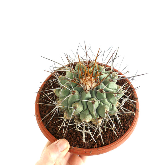 Thelocactus rinconensis LONG GOLDEN SPINES