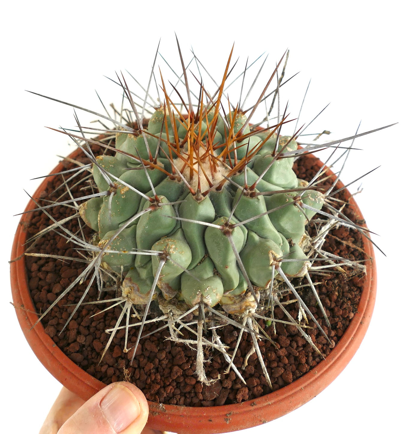 Thelocactus rinconensis LONG GOLDEN SPINES
