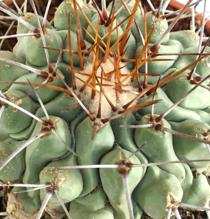 Thelocactus rinconensis LONG GOLDEN SPINES