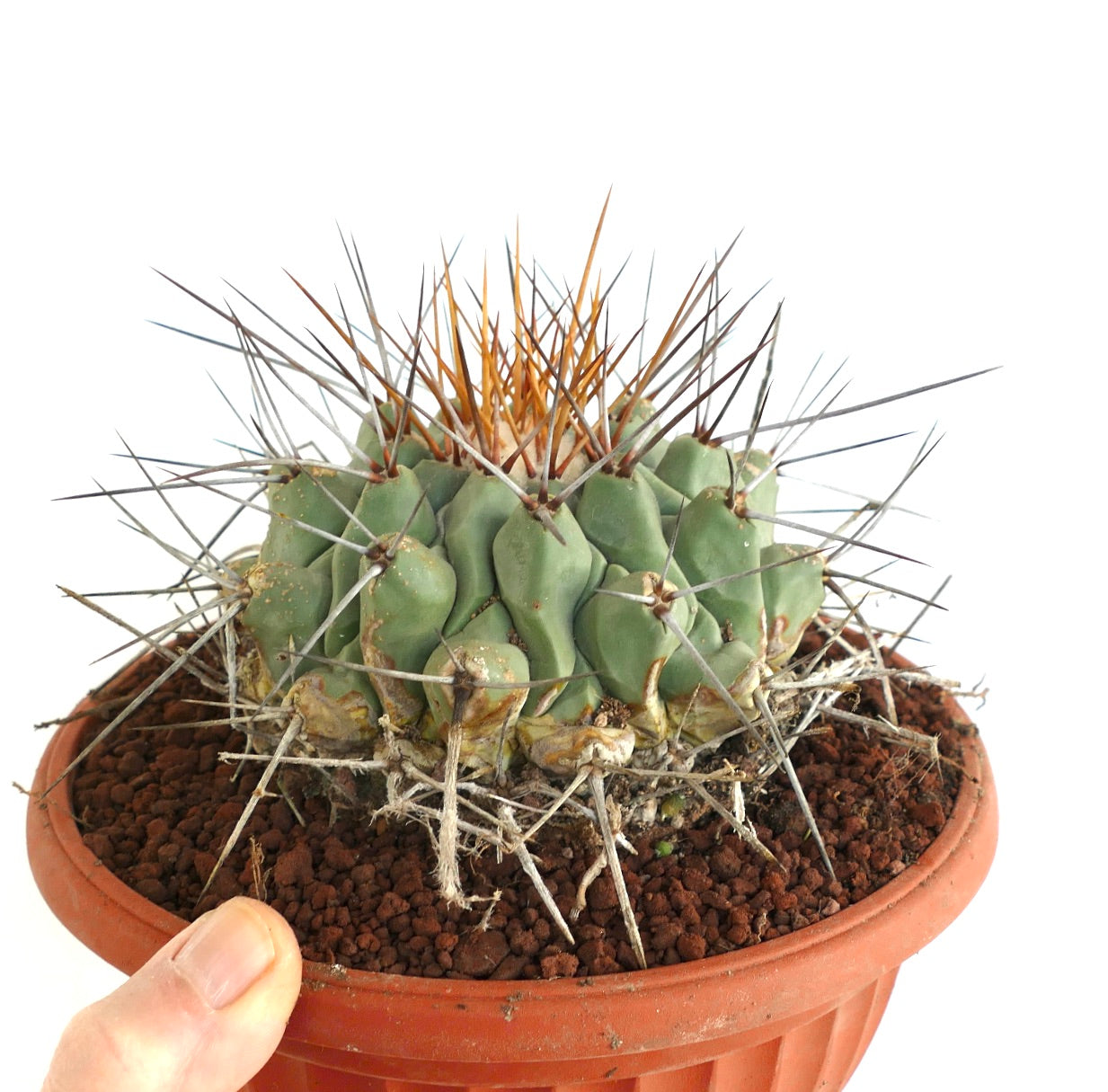 Thelocactus rinconensis LONG GOLDEN SPINES